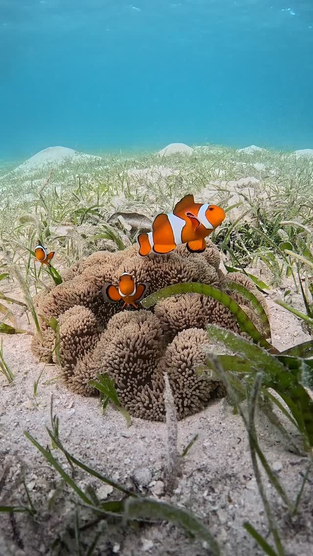 宮古島ダイビングキャンペーン開催中！
お得にdivingしましょ〜🤿
⁡
青い海で🪼キラキラな太陽と一緒に☀️
色んな海の景色を見に行きましょ👀🩵
ファンダイビングもライセンス講習も
いつでも受け付けてます🤍
⁡
—————————————
ライセンス講習🤿
❄️☃️早割キャンペーン開催中☃️❄️
⁡
公式LINE・お電話☎️:0980-76-3850
DM💌にてお問い合わせください❣️
-————————————
#宮古島 #ダイビング #2026 #無加工 #padi