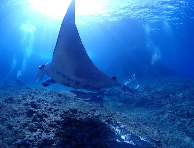 レアキャラとご対面👀✨
冬の宮古島のダイビングは、こんなレアキャラと会えちゃうから
辞められない🥹🩵

マンタポイントじゃなくても会えちゃいました✌🏽
ゆっくりダイビング出来るからじっくり観察🔍

マレア宮古島は、ファンダイビングキャンペーンやってます❣️
お得にダイビングして、レアキャラ探しにいきましょー🉐