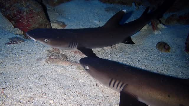 【🦈シャーク🦈】

宮古島にはサメもいます😎
大人しい性格のホワイトチップシャーク🦈和名はネムリブカ😴

基本襲ってこない子なので、ゆっくり観察できます‼️
皆もあいにきてねぇ☺️
—————————————
ライセンス講習🤿
⛄️早割キャンペーン開催中⛄️
⁡
公式LINE・お電話☎️:0980-76-3850
DM💌にてお問い合わせください❣️
-————————————
今日の気温🌡️ 20℃
今日の水温🪼 22℃
今日の海🏖️:下地エリア🐟
①ツインケーブ
②本ドロップ
③中ノ島ホール
⁡
 #サメ  #ネムリブカ  #ホワイトチップシャーク 
 #宮古島  #ダイビング