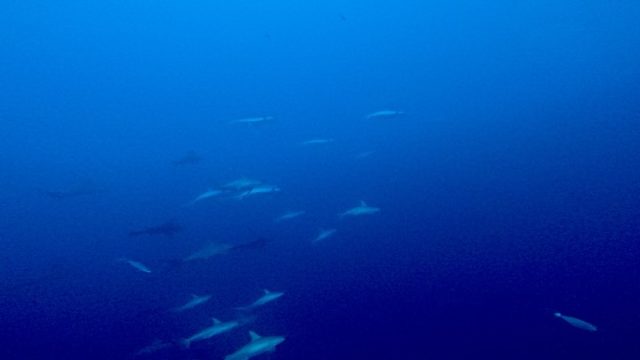 2026.1.31【ハンマーヘッドツアー🦈】
先日与那国島へツアーへ行ってまいりました❗️
天候にも恵まれ、無事ハンマーヘッドをの群れを拝む事が出来ました🎊
みんなで大はしゃぎ🙌

来年の1月にも与那国へ行きたいな🧐
・
・
🌟マレア石垣島🌟
🐟店舗営業時間🐟年中無休 ⏱8:00~21:00

🏆2023年PADIカスタマーサポート賞受賞🏆

石垣島・黒島・竹富島・パナリ島をメインに
ダイビングしています☀️
✼••┈┈••✼••┈┈••✼••┈┈••✼••┈┈••✼
世界基準の『信頼の品質』PADIゴールドカード発行👍
PADIオープンウォーターダイバーコース🐳
PADIアドヴァンスドオープンウォーターダイバーコース🐳
各種PADIスペシャルティコース🐳

コースやキャンペーンの詳しい内容は、
プロフィール画面のURLや電話、DMにてお問い合わせ下さいませ🌈

@marea_ishigaki
TEL:0980-87-0830

𓇼
𓇼
#マレア
#マレア石垣島
#ダイビング
#石垣島ダイビング
#マンタ
沖縄ダイビング
ダイビングライセンス
スキューバダイビング
スキューバダイビングライセンス
ダイビングショップ石垣
ダイビングショップ
石垣ダイビングショップ
ダイビングスクール
石垣ダイビングライセンス
ダイバー仲間
diving
Ishigakijima
padijapan

okinawa padi uwphotography diver  divermag underwaterworld scuba naturephotography uwphoto  underwaterphotography oceanphotography marinediving