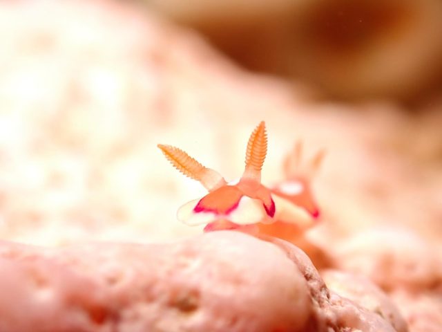 ダイナミックな地形を楽しんだ後は
ゆっくりウミウシ探し😳✨😍
宝探しみたいで楽しい✨💎