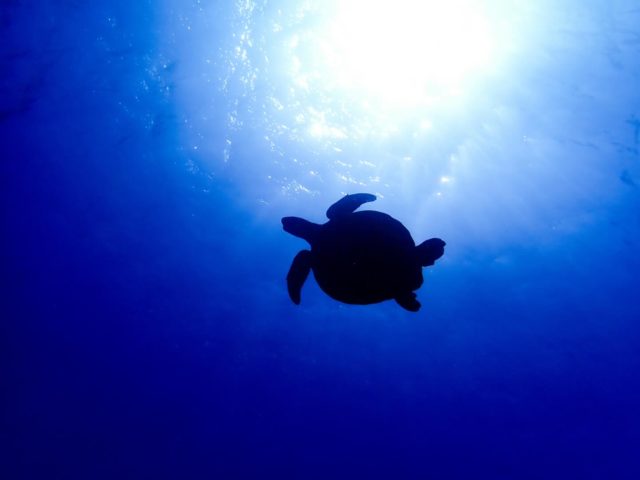 【宙を舞う🐢】

まるで宙を舞うようなウミガメさん🐢
下アングルで太陽と撮るといいねぇ〜☺️
—————————————
ライセンス講習🤿
⛄️早割キャンペーン開催中⛄️
⁡
公式LINE・お電話☎️:0980-76-3850
DM💌にてお問い合わせください❣️
-————————————
今日の気温🌡️ 17℃
今日の水温🪼 22℃
今日の海🏖️:下地エリア🐟
①なるほど・ザ・ケーブ
②サンゴホール⁡
 #うみがめ  #海亀  #ダイビング  #宮古島  #海