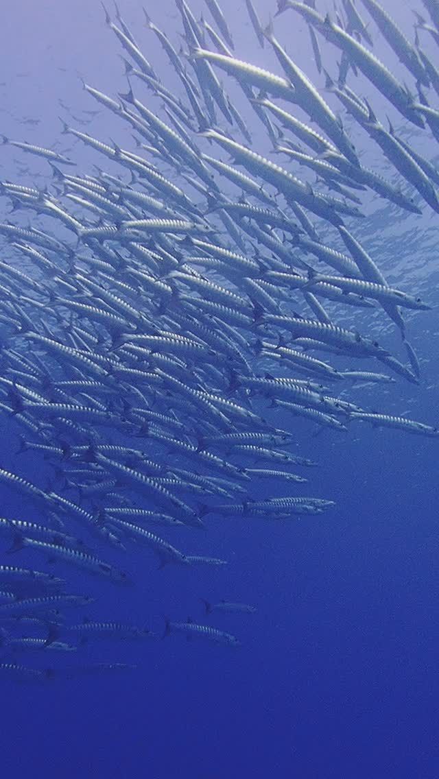 2025.2.18【大当たり🎯】
屋良部崎エリアにてバラクーダの群れを見てきました♪
100匹位？大当たりの日でした👌

・
・
🌟マレア石垣島🌟
🐟店舗営業時間🐟年中無休 ⏱8:00~21:00

🏆2023年PADIカスタマーサポート賞受賞🏆

石垣島・黒島・竹富島・パナリ島をメインに
ダイビングしています☀️
✼••┈┈••✼••┈┈••✼••┈┈••✼••┈┈••✼
世界基準の『信頼の品質』PADIゴールドカード発行👍
PADIオープンウォーターダイバーコース🐳
PADIアドヴァンスドオープンウォーターダイバーコース🐳
各種PADIスペシャルティコース🐳

コースやキャンペーンの詳しい内容は、
プロフィール画面のURLや電話、DMにてお問い合わせ下さいませ🌈

@marea_ishigaki
TEL:0980-87-0830

𓇼
𓇼
#マレア
#マレア石垣島
#ダイビング
#石垣島ダイビング
#マンタ
沖縄ダイビング
ダイビングライセンス
スキューバダイビング
スキューバダイビングライセンス
ダイビングショップ石垣
ダイビングショップ
石垣ダイビングショップ
ダイビングスクール
石垣ダイビングライセンス
ダイバー仲間
diving
Ishigakijima
padijapan

okinawa padi uwphotography diver  divermag underwaterworld scuba naturephotography uwphoto  underwaterphotography oceanphotography marinediving