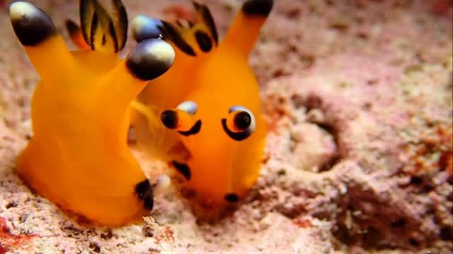 【激レアシーン🤩】

ピカチュウウミウシの交尾の瞬間を見ることが出来ました👀✨
中々見ることができないシーンを皆でゆっくり観察🫣
お邪魔しました〜🙇‍♂️
—————————————
ライセンス講習🤿
⛄️早割キャンペーン開催中⛄️
⁡
公式LINE・お電話☎️:0980-76-3850
DM💌にてお問い合わせください❣️
-————————————
今日の気温🌡️ 23℃
今日の水温🪼 22℃⁡
 #ピカチュウ  #ウミウシ #ダイビング  #宮古島