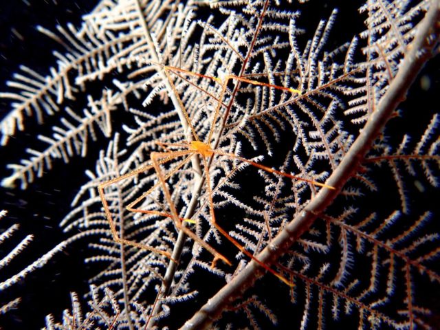 【ディープな洞窟に潜む者👀】

宮古島のディープポイントで発見したホシゾラワラエビ😳✨
クモのような姿で、名前にエビと付いているけどヤドカリに近い仲間なんだとか！🤔

宮古島の海には不思議な生き物がまだまだいるようです🤩🌟

—————————————
ライセンス講習🤿
⛄️早割キャンペーン開催中⛄️
⁡
公式LINE・お電話☎️:0980-76-3850
DM💌にてお問い合わせください❣️
-————————————
今日の気温🌡️ 23℃
今日の水温🪼 24℃
今日の海🏖️:下地エリア🐟
①なるほどTHEケーブ
② 35ホール
③蜂の巣ホール

#ダイバーが見る景色　が待ってます😍
#宮古島 #ディープダイビング #洞窟探検#不思議な生き物