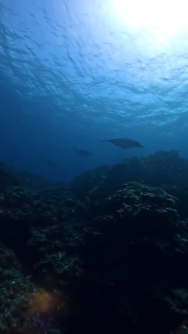 求愛マンタが頭上通過❤️
石垣島ダイビング最高！！

#マレア #石垣島 #マンタ #japan #海